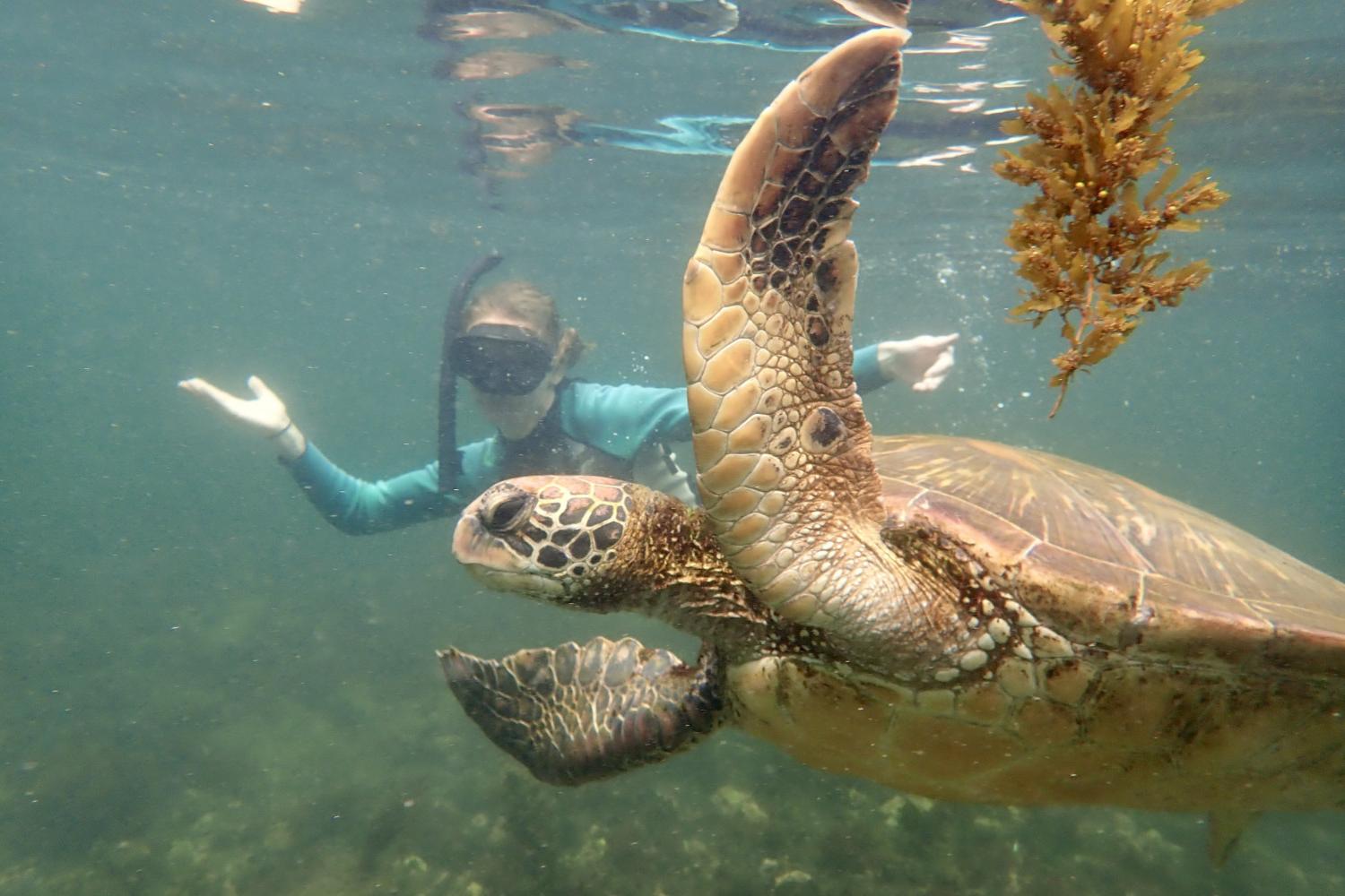 一名<a href='http://oduu.ngskmc-eis.net'>全球十大赌钱排行app</a>学生在Galápagos群岛游学途中与一只巨龟游泳.